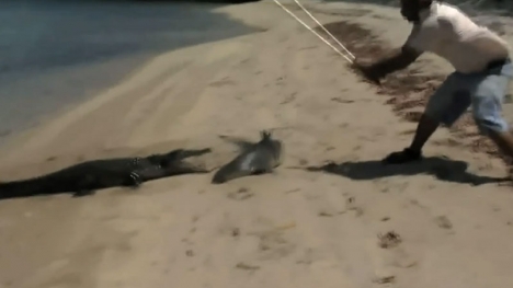 Cá sấu chạy trối chết khi bò lên bờ cướp cá mập của ngư dân